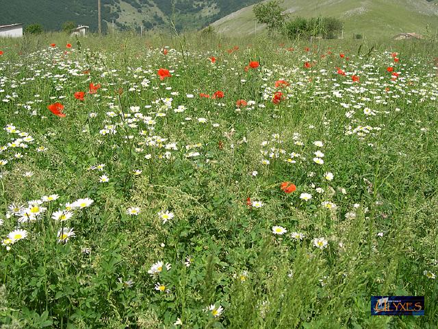 campi in fiore.JPG